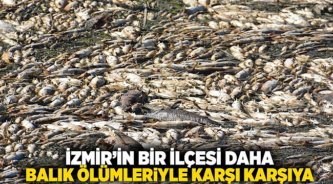 İzmir'in bir ilçesi daha balık ölümleriyle karşı karşıya!