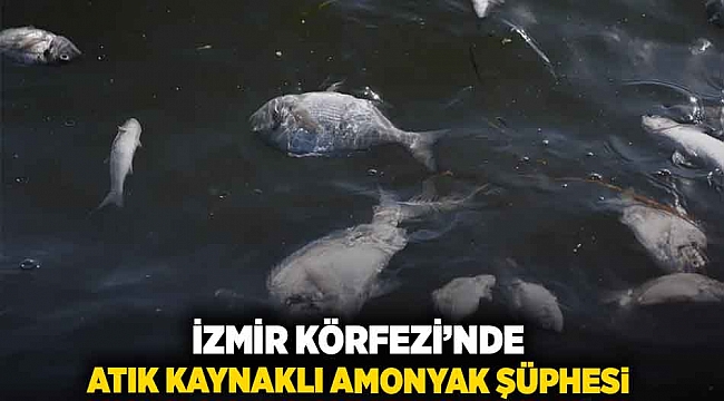 İzmir Körfezi'nde atık kaynaklı amonyak şüphesi