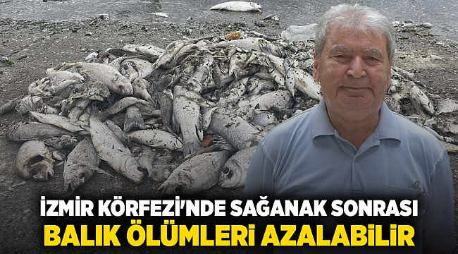 İzmir Körfezi'nde sağanak sonrası balık ölümleri azalabilir