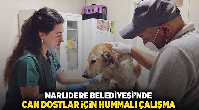 NARLIDERE BELEDİYESİ’NDE CAN DOSTLAR İÇİN HUMMALI ÇALIŞMA