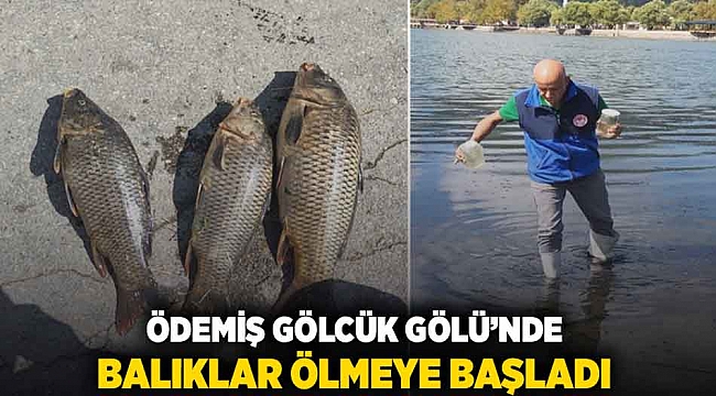 Ödemiş Gölcük Gölü'nde balıklar ölmeye başladı