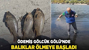 Ödemiş Gölcük Gölü'nde balıklar ölmeye başladı