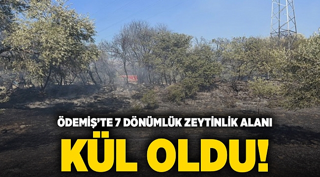 Ödemiş’te 7 dönümlük zeytinlik alanı kül oldu!