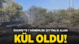 Ödemiş’te 7 dönümlük zeytinlik alanı kül oldu!