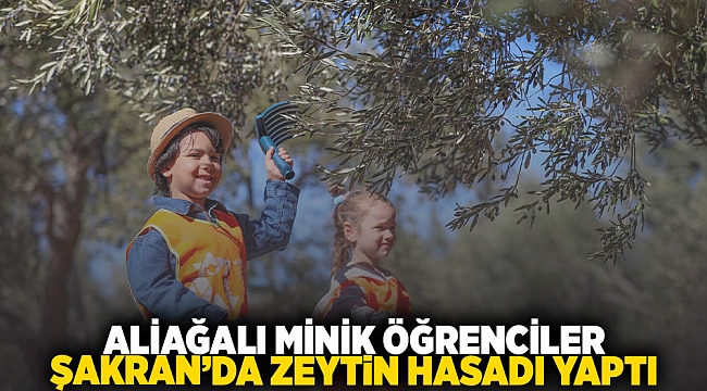 Aliağalı Minik Öğrenciler Şakran’da Zeytin Hasadı Yaptı