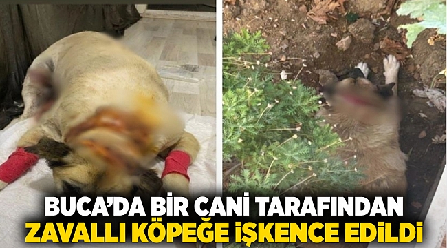 Buca'da bir cani tarafından zavallı köpeğe işkence edildi