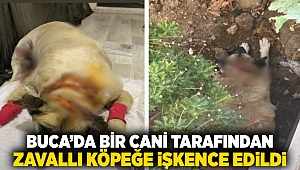 Buca'da bir cani tarafından zavallı köpeğe işkence edildi