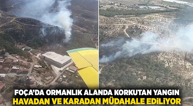 Foça'da ormanlık alanda korkutan yangın: Havadan ve karadan müdahale ediliyor