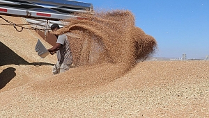 Hububat ve bakliyat ihracatı 9 milyar dolara yaklaştı