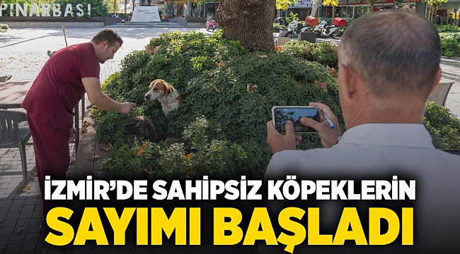 İzmir’de sahipsiz köpeklerin sayımı başladı