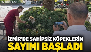 İzmir’de sahipsiz köpeklerin sayımı başladı