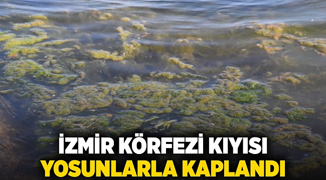 İzmir Körfezi kıyısı yosunlarla kaplandı