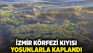 İzmir Körfezi kıyısı yosunlarla kaplandı