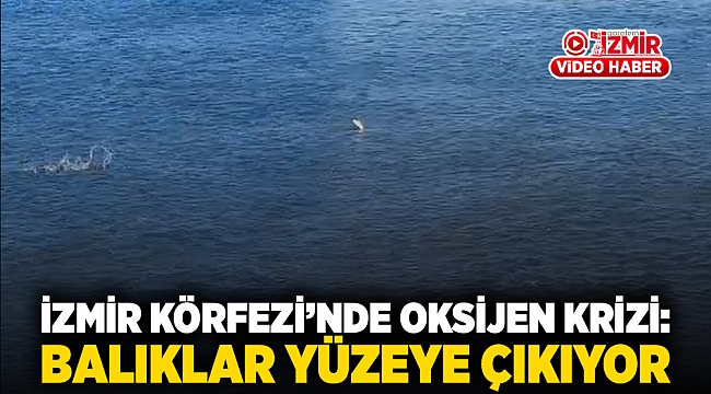 İzmir Körfezi’nde Oksijen Krizi: Balıklar Yüzeye Çıkıyor