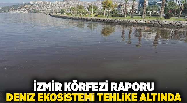 'İzmir Körfezi' raporu: Deniz ekosistemi tehdit altında