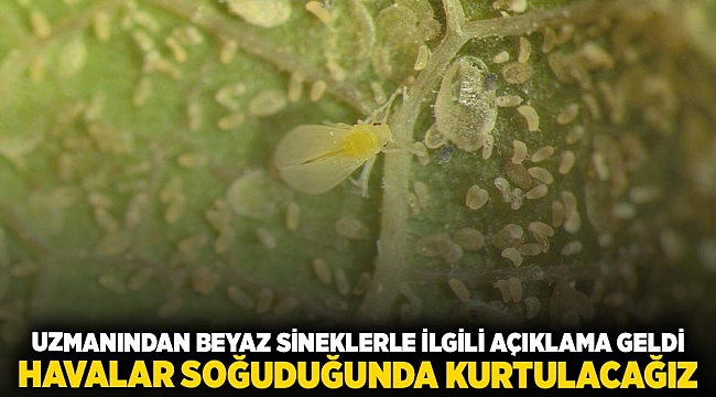 Uzmanından beyaz sineklerle ilgili açıklama geldi: 'Havalar soğuduğunda kurtulacağız'