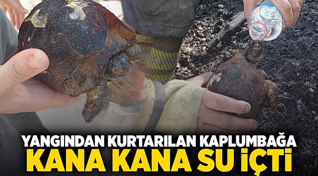 Yangından Kurtarılan Kaplumbağa Kana Kana Su İçti