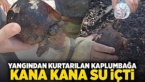 Yangından Kurtarılan Kaplumbağa Kana Kana Su İçti