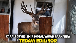 Yaralı geyik İzmir Doğal Yaşam Parkı’nda tedavi ediliyor