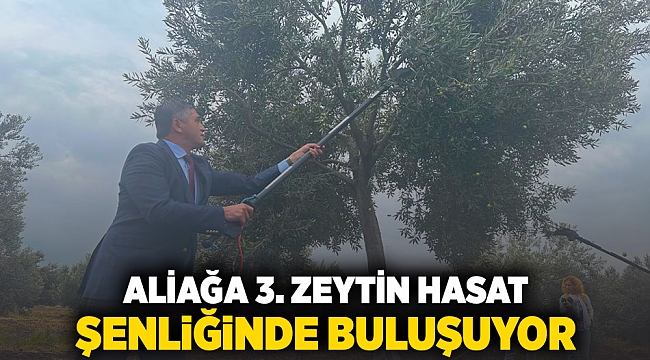 Aliağa 3. Zeytin Hasat Şenliğinde Buluşuyor