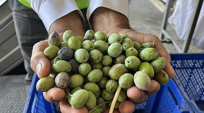 Bu yıl 3,6 milyon tonluk zeytin rekoltesi bekleniyor