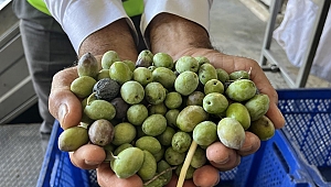 Bu yıl 3,6 milyon tonluk zeytin rekoltesi bekleniyor