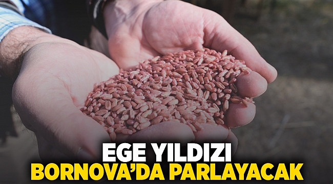 Ege Yıldızı Bornova’da parlayacak