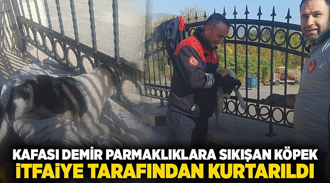 Kafası demir parmaklıklara sıkışan köpek itfaiye tarafından kurtarıldı