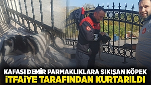 Kafası demir parmaklıklara sıkışan köpek itfaiye tarafından kurtarıldı