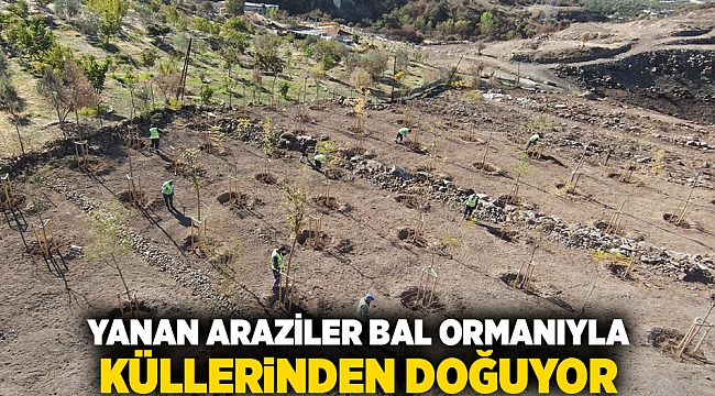 Yanan araziler bal ormanıyla küllerinden doğuyor 