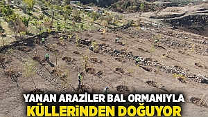 Yanan araziler bal ormanıyla küllerinden doğuyor 