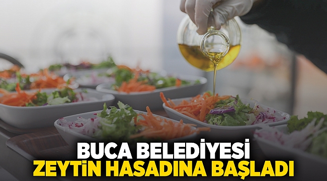 Buca Belediyesi zeytin hasadına başladı