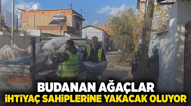 Budanan ağaçlar ihtiyaç sahiplerine yakacak oluyor