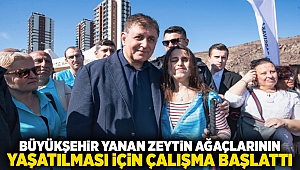 Büyükşehir yanan zeytin ağaçlarının yaşatılması için çalışma başlattı