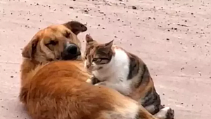 Düzce'de Kedi ve Köpeğin Şaşırtan Dostluğu