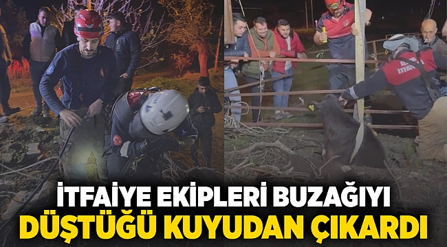 İtfaiye ekipleri buzağıyı düştüğü kuyudan çıkardı