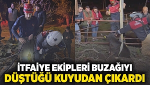 İtfaiye ekipleri buzağıyı düştüğü kuyudan çıkardı