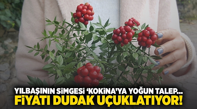 Yılbaşının simgesi 'kokina'ya yoğun talep... Fiyatı dudak uçuklatıyor!