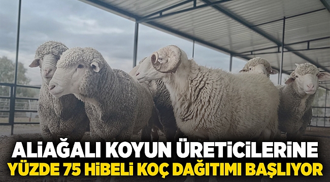 Aliağalı Koyun Üreticilerine Yüzde 75 Hibeli Koç Dağıtımı Başlıyor