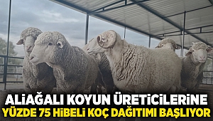 Aliağalı Koyun Üreticilerine Yüzde 75 Hibeli Koç Dağıtımı Başlıyor