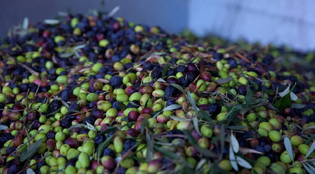 Geçen yıl 60 milyon dolarlık zeytin ihraç edildi