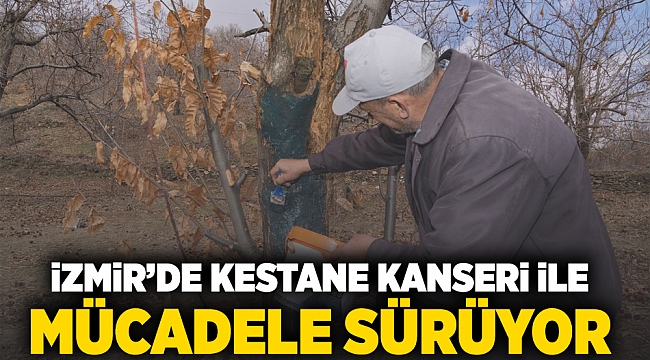 İzmir’de kestane kanseri ile mücadele sürüyor 