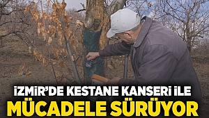 İzmir’de kestane kanseri ile mücadele sürüyor 