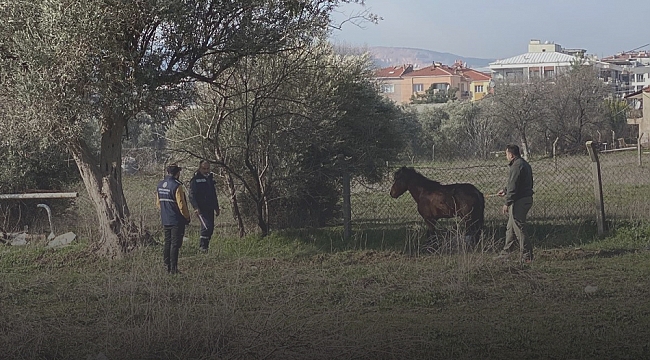 KEMALPAŞA'DA YARALI YILKI ATI'NA ANINDA MÜDAHALE