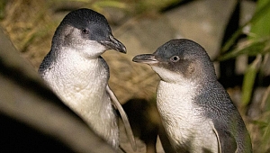 Penguenlerin boşanması, koloninin tamamını etkiliyormuş