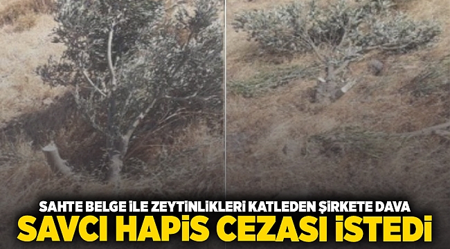 Sahte belgeyle zeytinlikleri katleden şirkete dava... Savcı hapis cezası istedi