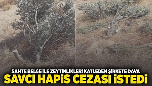 Sahte belgeyle zeytinlikleri katleden şirkete dava... Savcı hapis cezası istedi