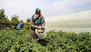 TARSİM'den çiftçilerin maliyetine destek