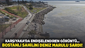 Karşıyaka'da endişelendiren görüntü... Bostanlı sahilini deniz marulu sardı!