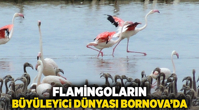 Flamingoların büyüleyici dünyası Bornova’da